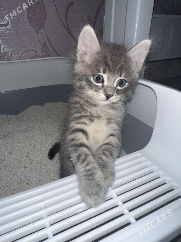 Котята - Aşgabat - img 3