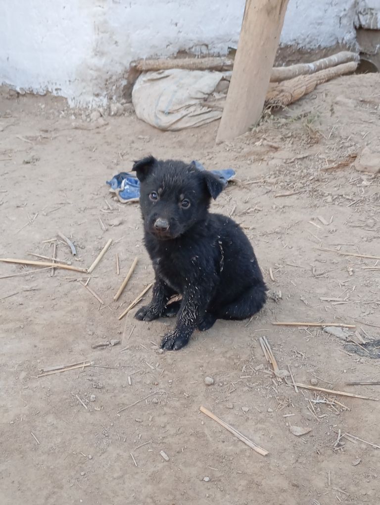 Awçarka gujfukleri - Шабатский этрап - img 3