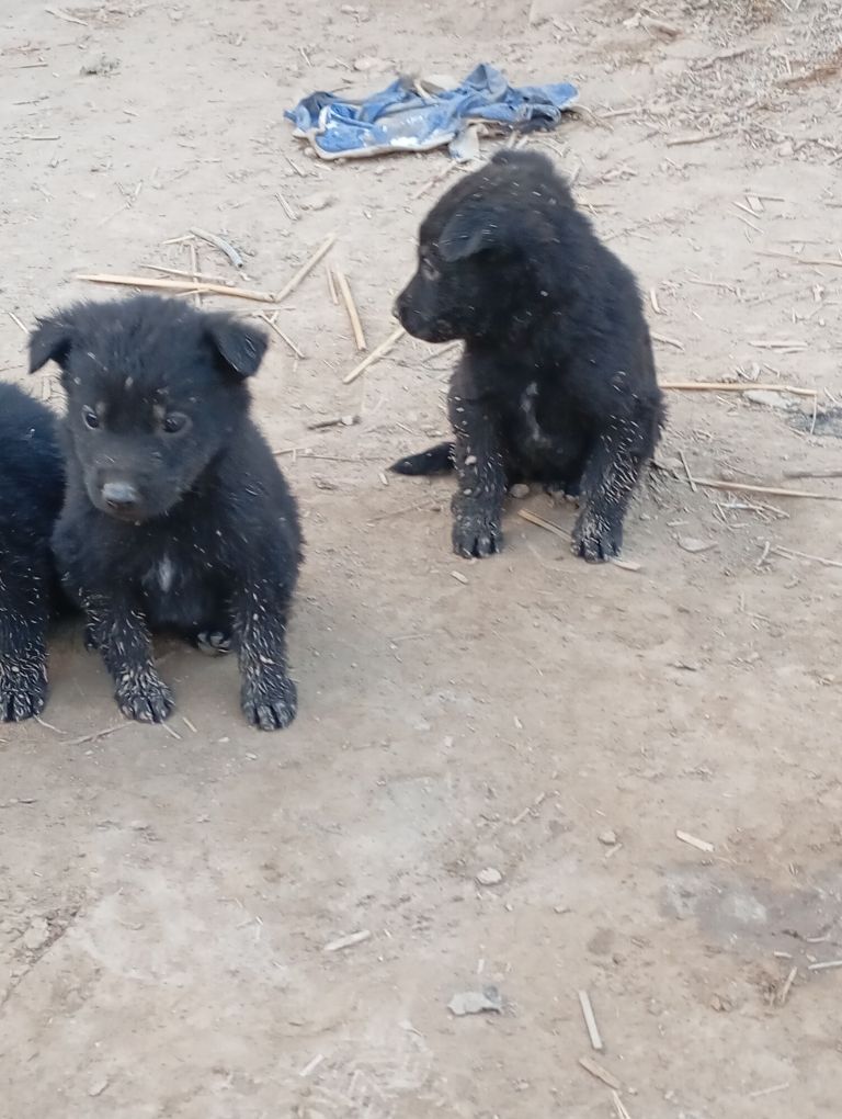 Awçarka gujfukleri - Шабатский этрап - img 9