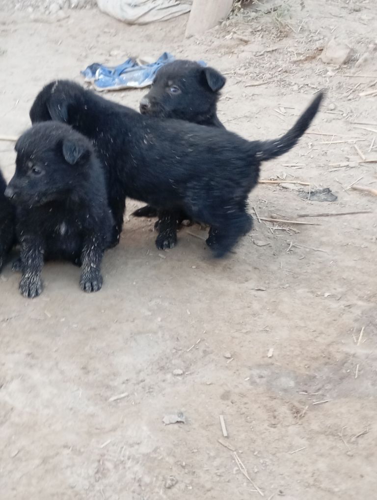 Awçarka gujfukleri - Шабатский этрап - img 6