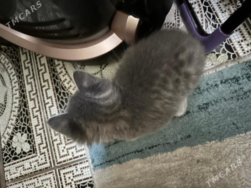 Котята - Aşgabat - img 7