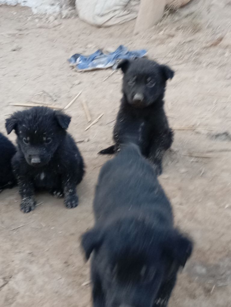 Awçarka gujfukleri - Шабатский этрап - img 5