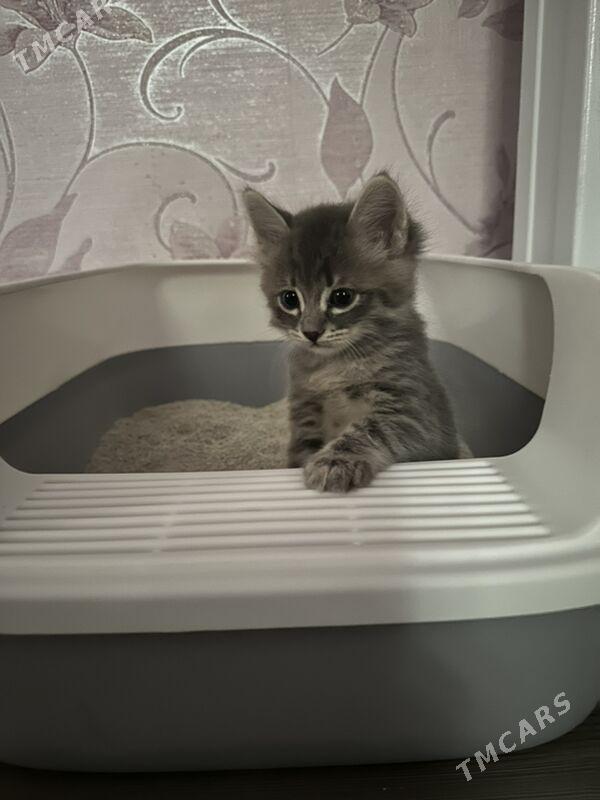 Котята - Aşgabat - img 5