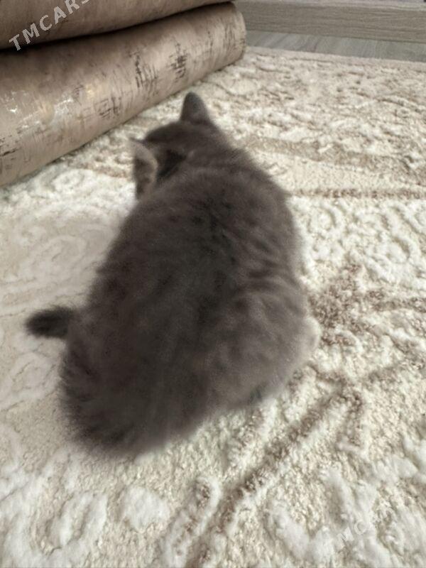 Котята - Aşgabat - img 6