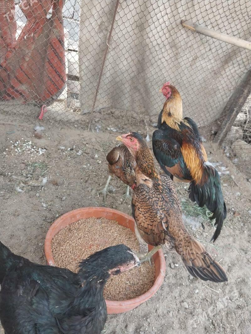 bayes towyk arasa türk - Гёкдепе - img 4