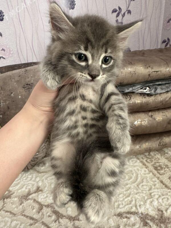 Котята - Aşgabat - img 2