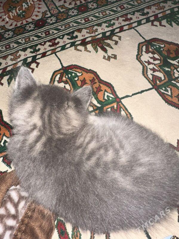 Котята - Aşgabat - img 8