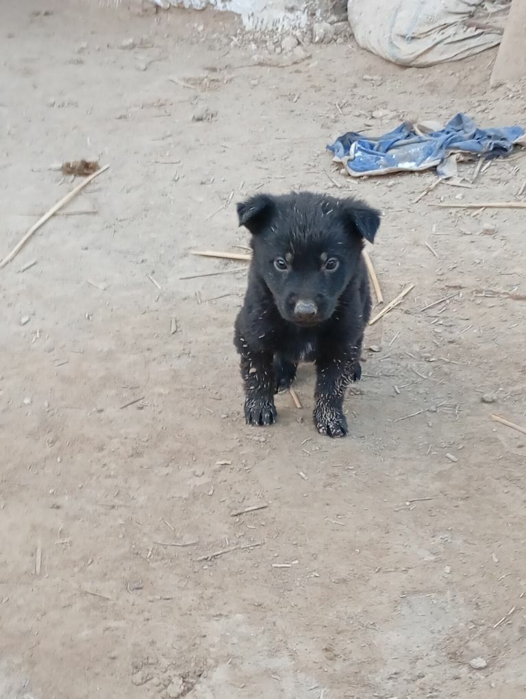 Awçarka gujfukleri - Шабатский этрап - img 8