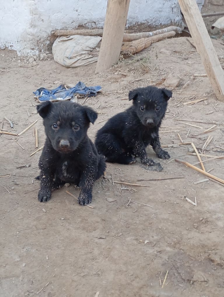 Awçarka gujfukleri - Шабатский этрап - img 2