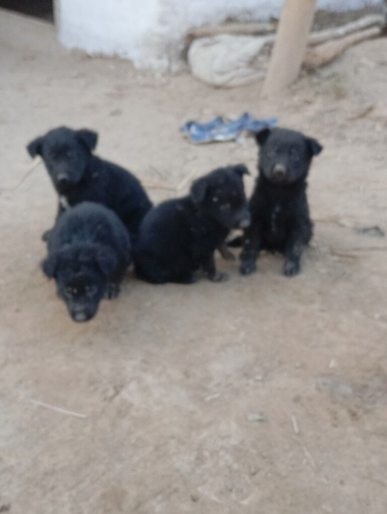 Awçarka gujfukleri - Шабатский этрап - img 7