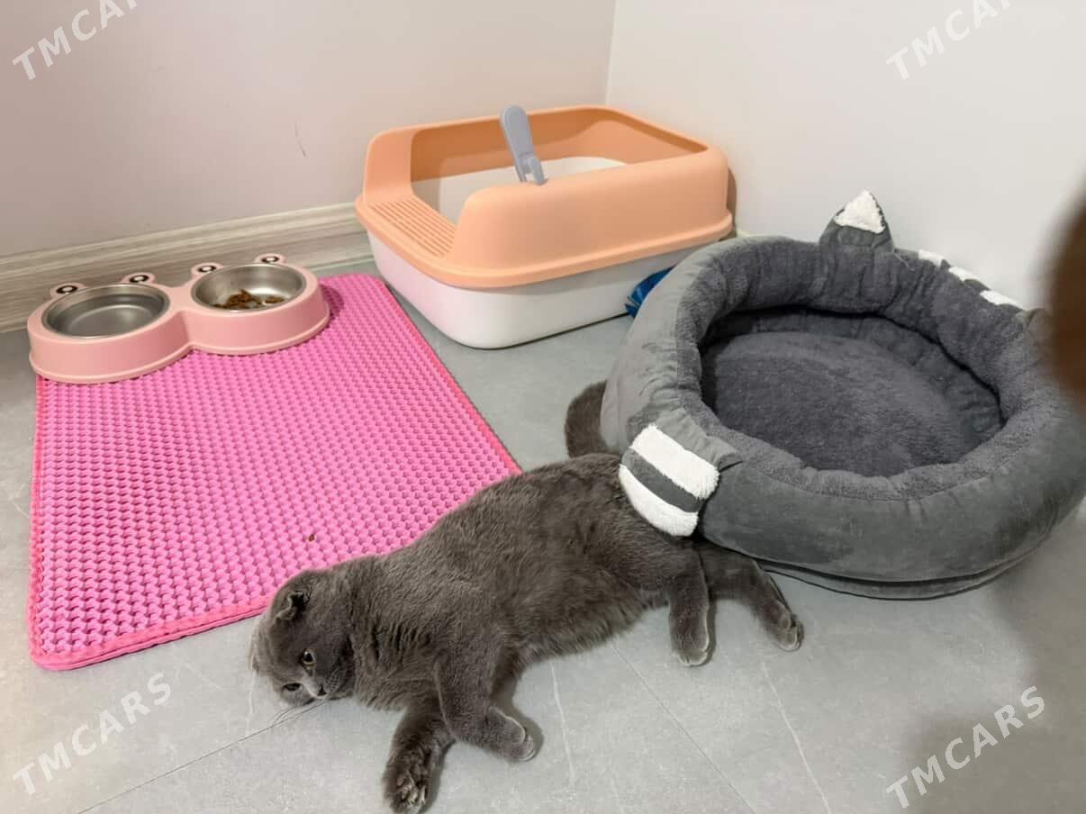 Pishik (кошка) - Balkanabat - img 2