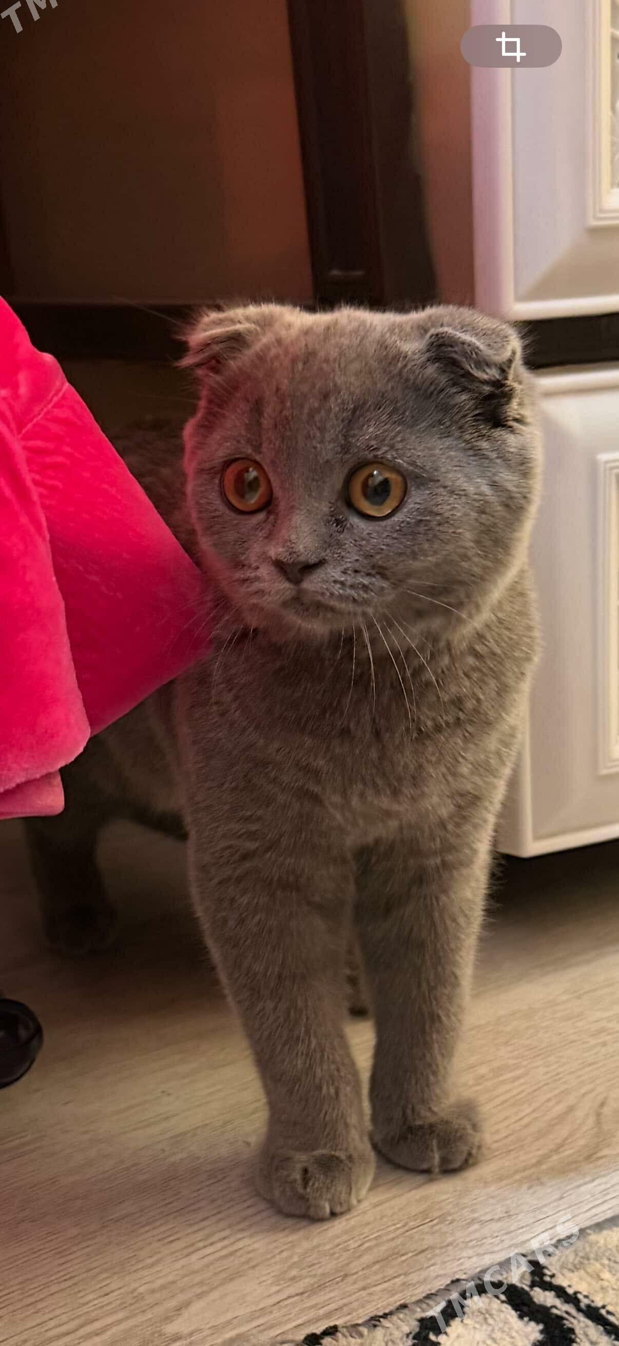 Pishik (кошка) - Balkanabat - img 1