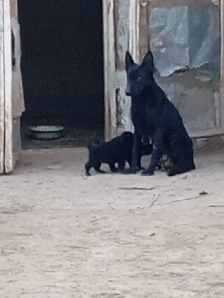 Awçarka gujfukleri - Шабатский этрап - img 10