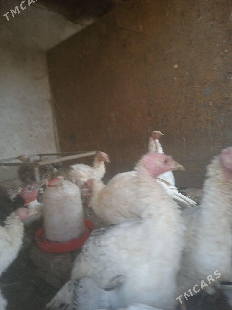 induklar - Türkmenabat - img 2