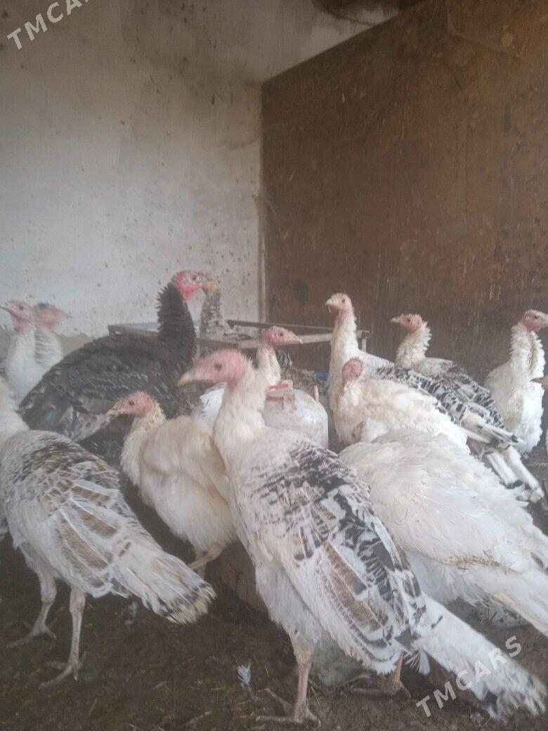 induklar - Туркменабат - img 1