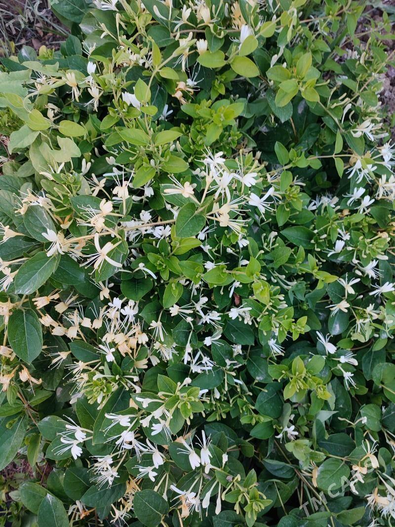 Jasmin nahal - Mary - img 3