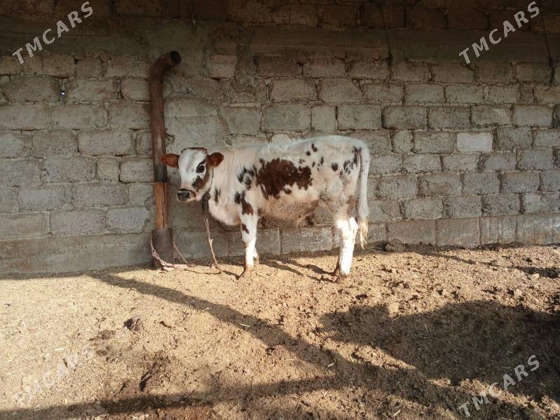 okuz - Ак-Бугдайский этрап - img 3