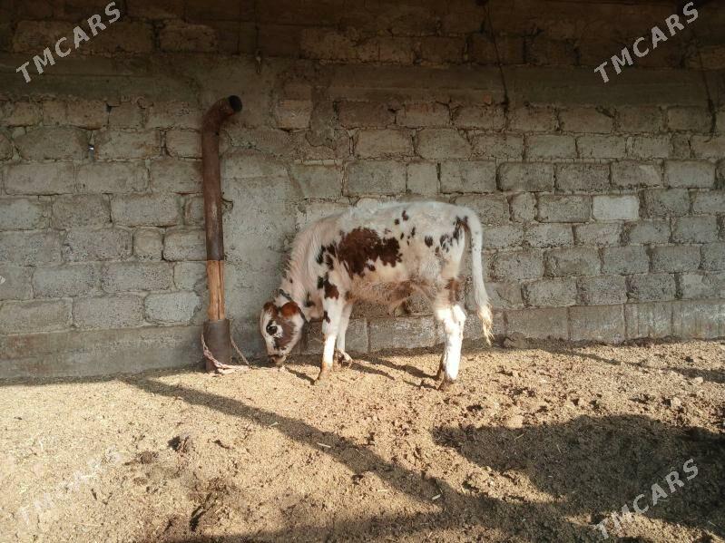 okuz - Ак-Бугдайский этрап - img 4