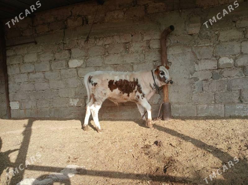 okuz - Ак-Бугдайский этрап - img 2