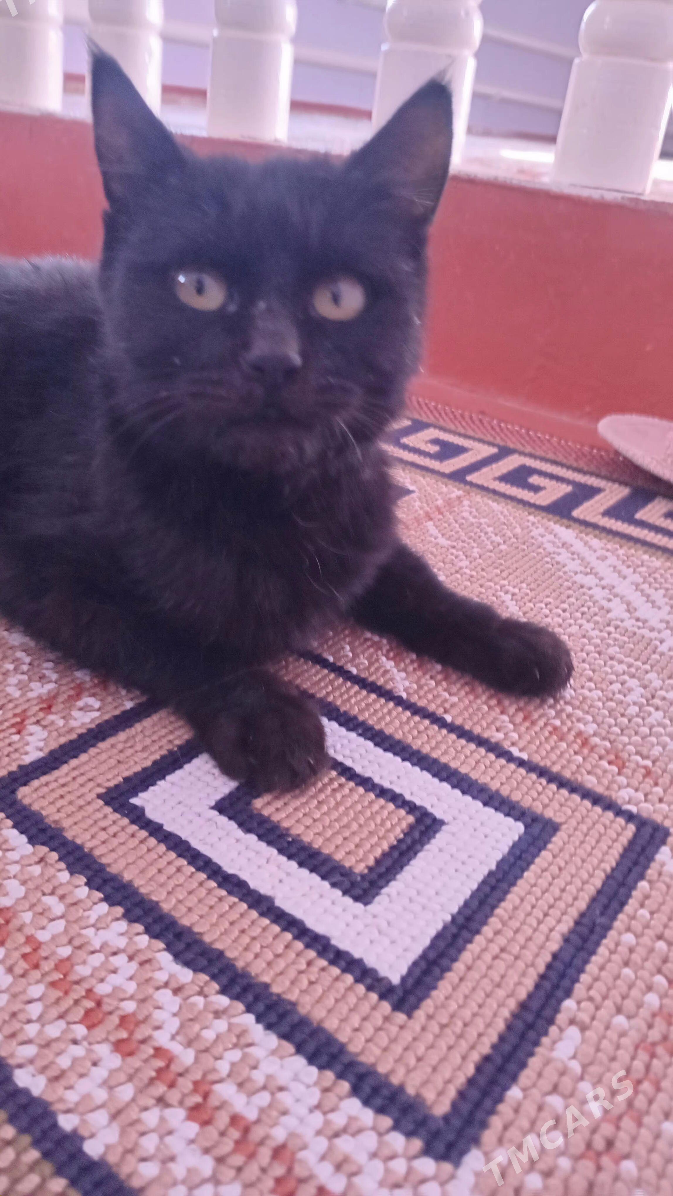 pisik - Дашогуз - img 2