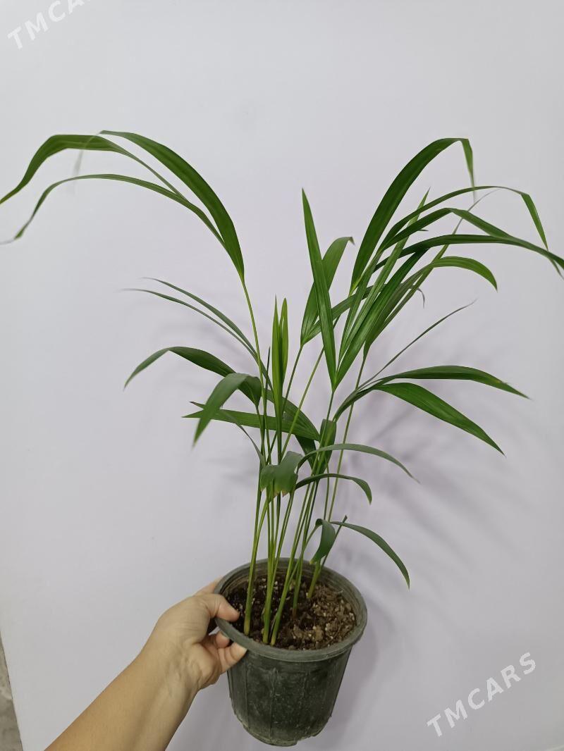 ПАЛЬМА АРЕКА  - Ашхабад - img 3