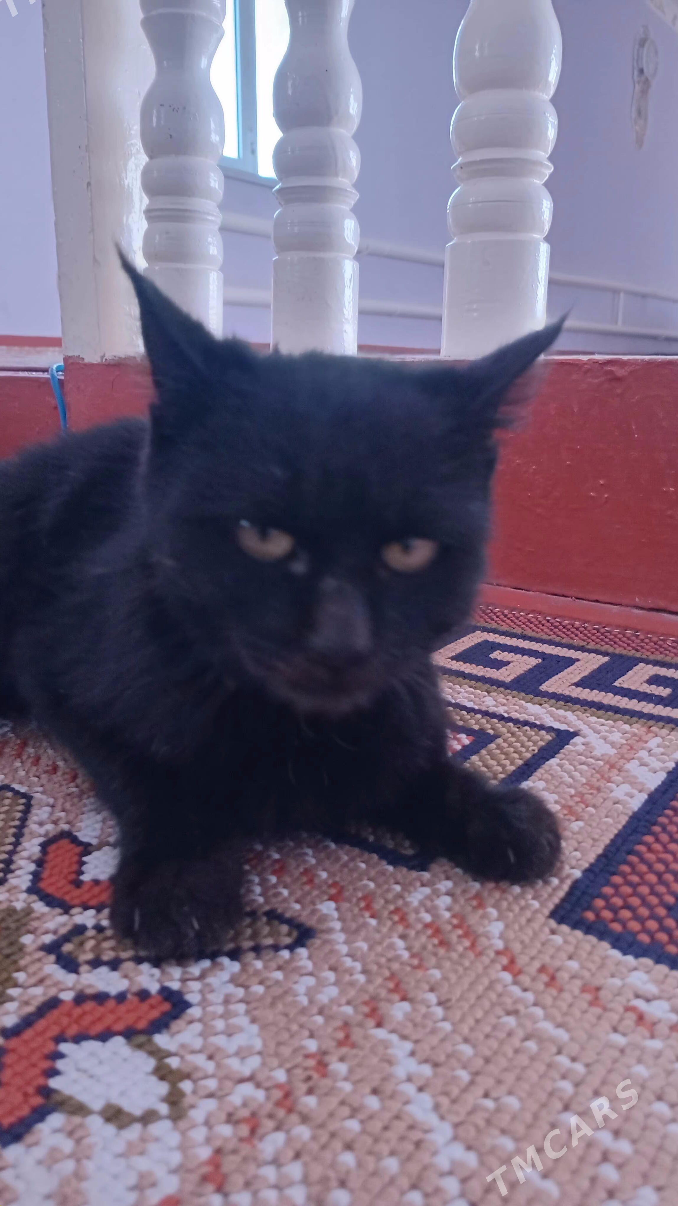 pisik - Дашогуз - img 3