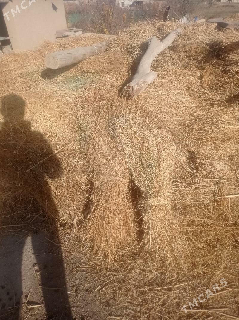 mal oty yoruja - Şabat etr. - img 2