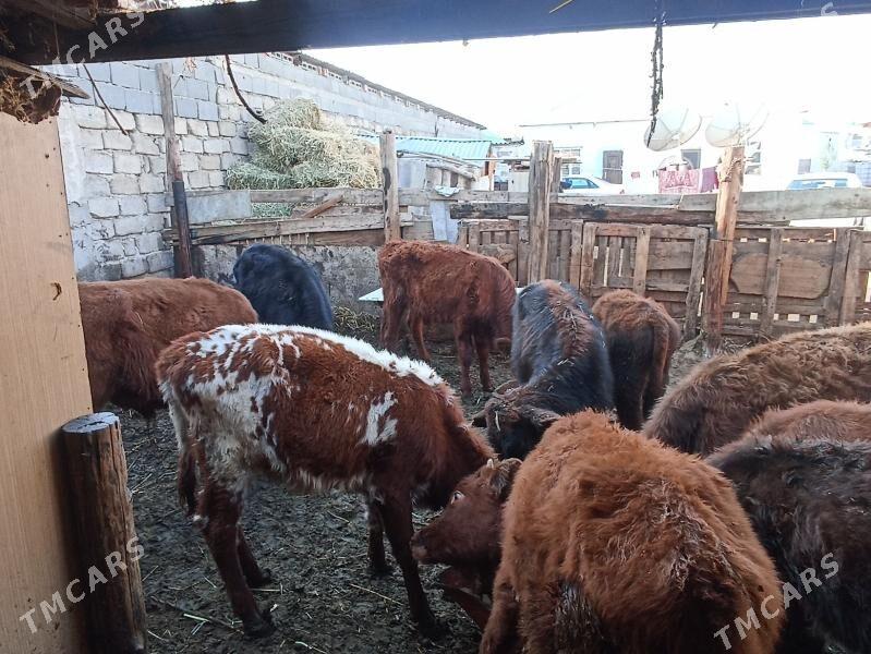 öküzçe tüwe öküz göle - Ашхабад - img 3