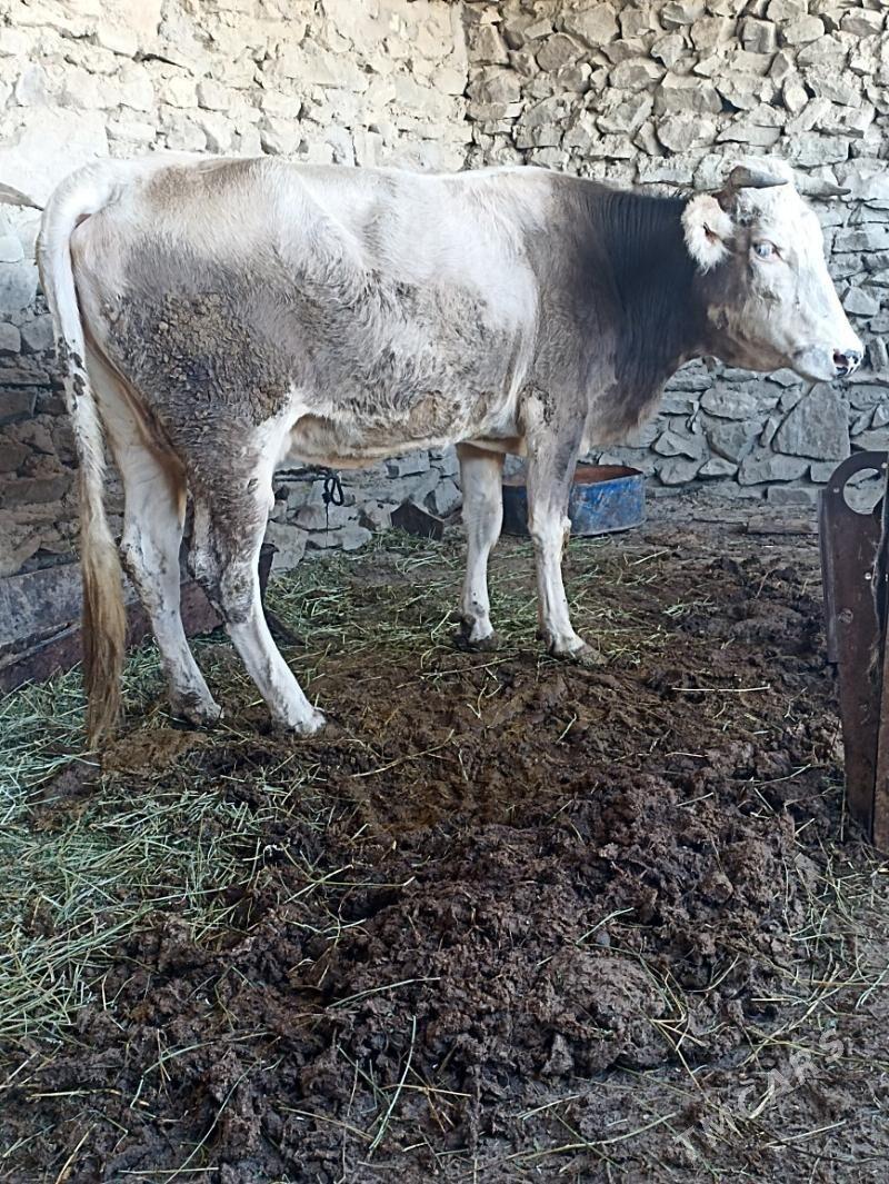 Semiz Sygyr - Берекет - img 3