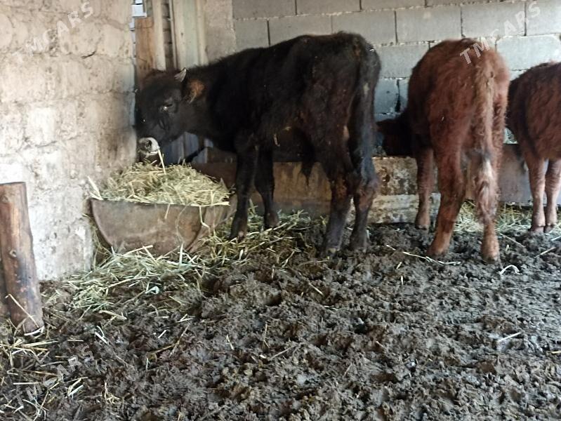 öküzçe tüwe öküz göle - Ашхабад - img 5