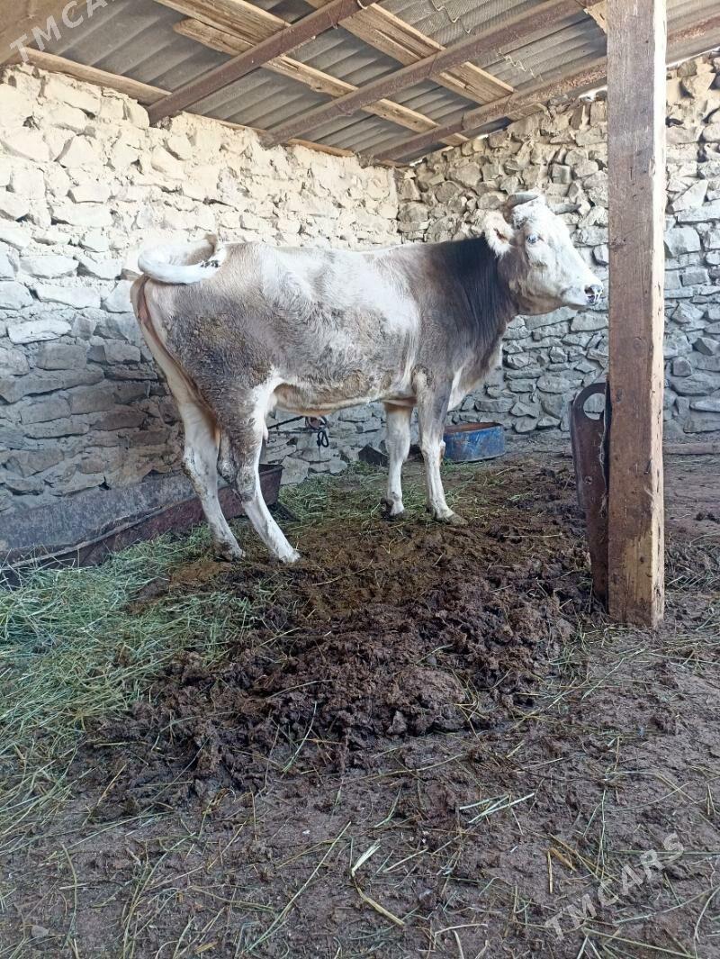 Semiz Sygyr - Берекет - img 2