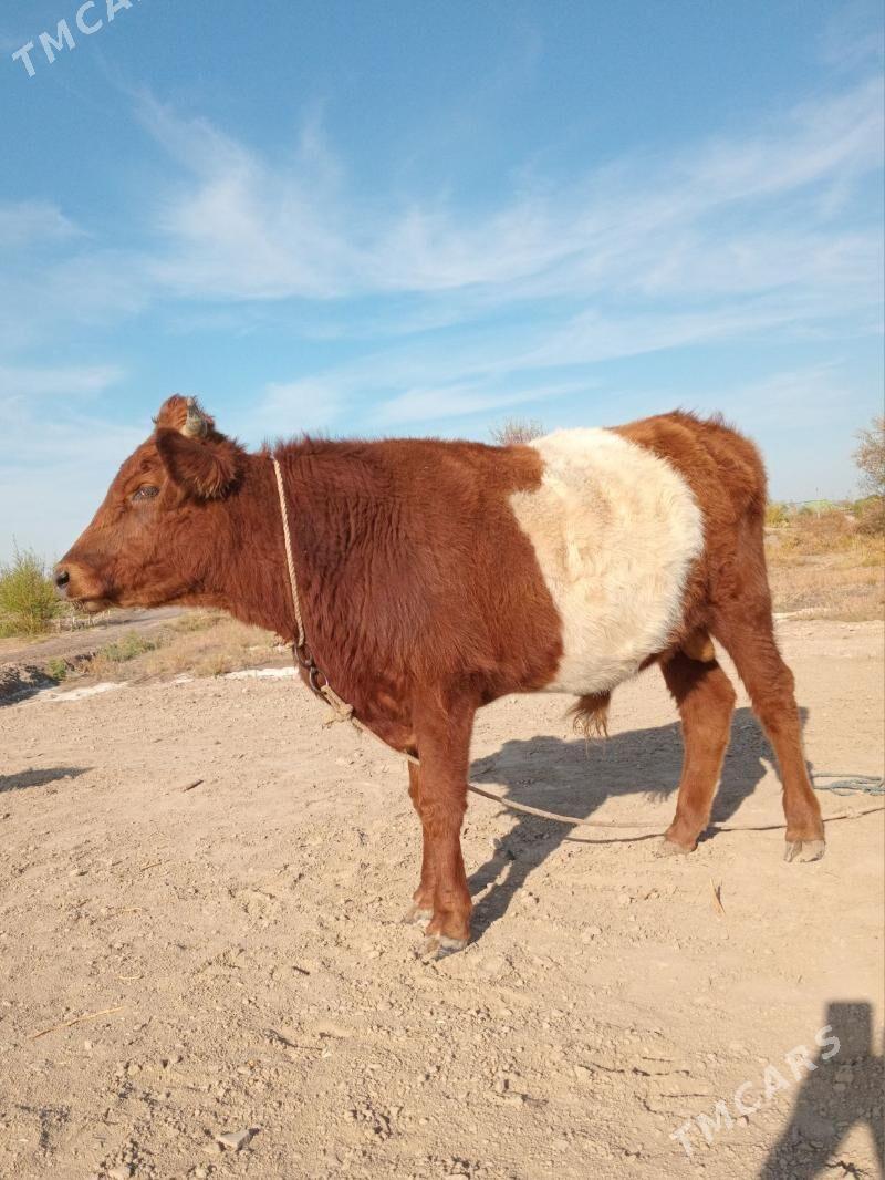 Öküz - Köneürgenç - img 2