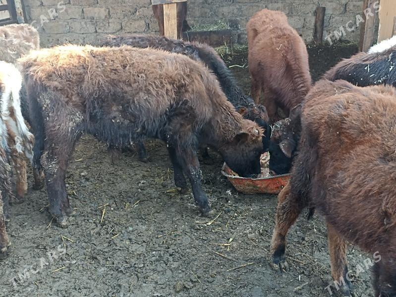 öküzçe tüwe öküz göle - Ашхабад - img 7