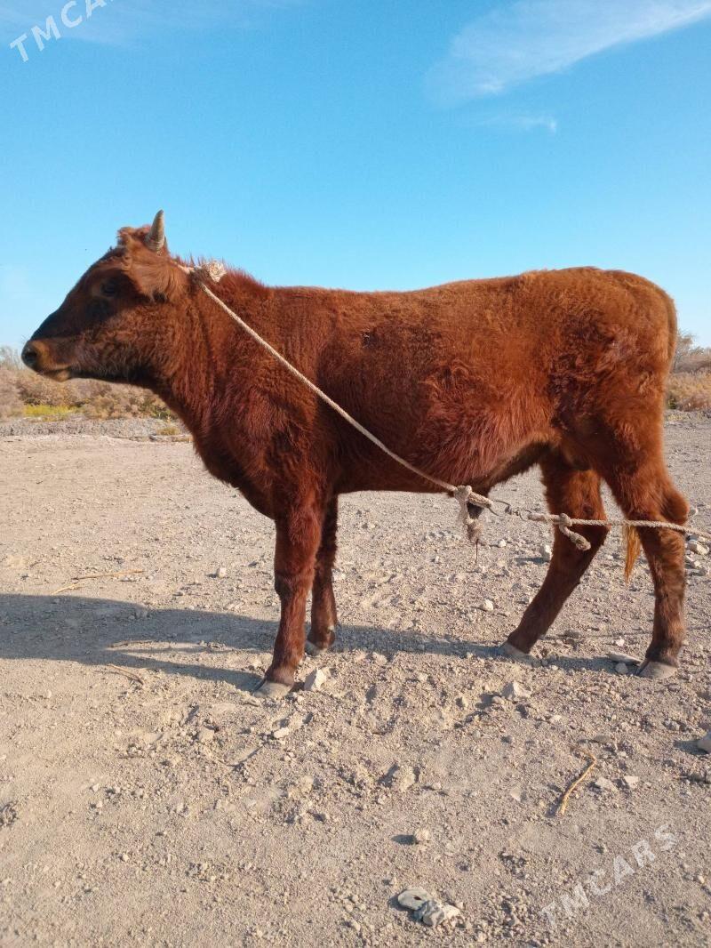 Öküz - Köneürgenç - img 6