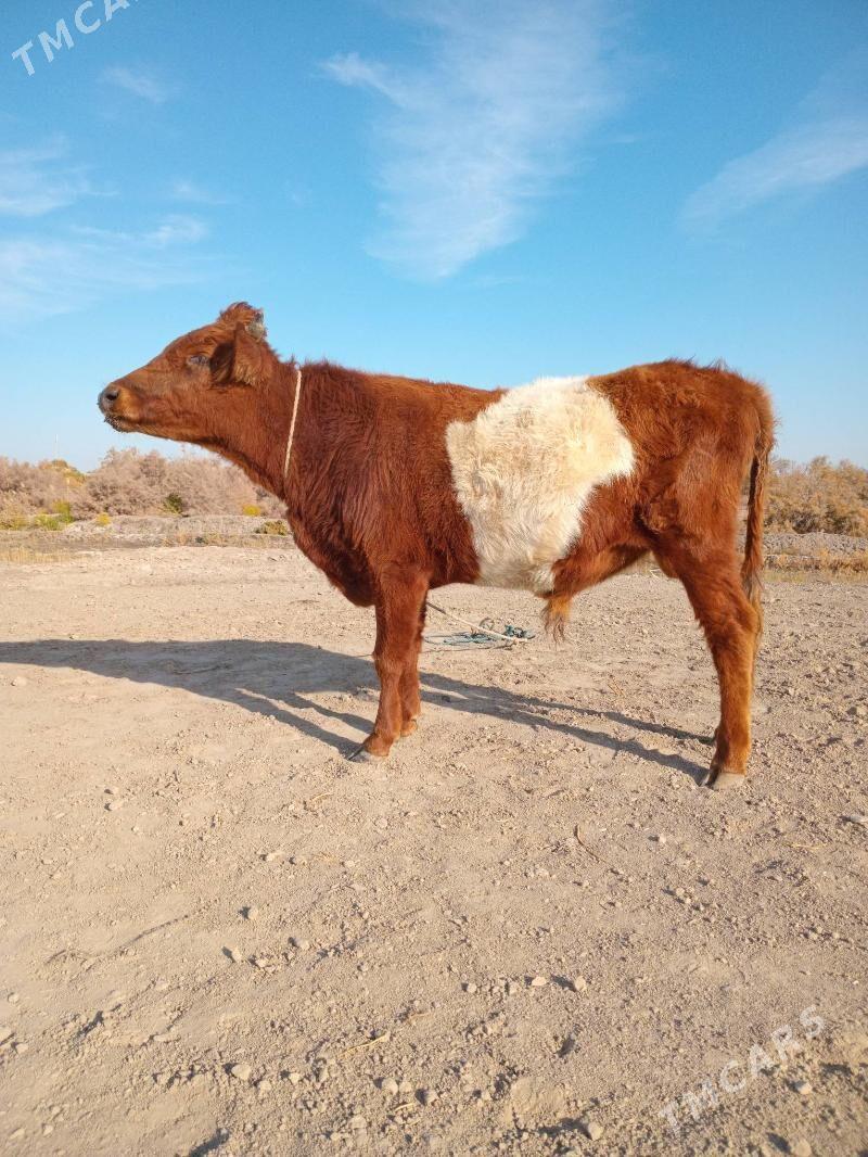 Öküz - Köneürgenç - img 3