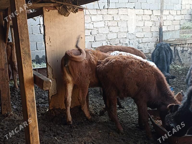 öküzçe tüwe öküz göle - Ашхабад - img 4