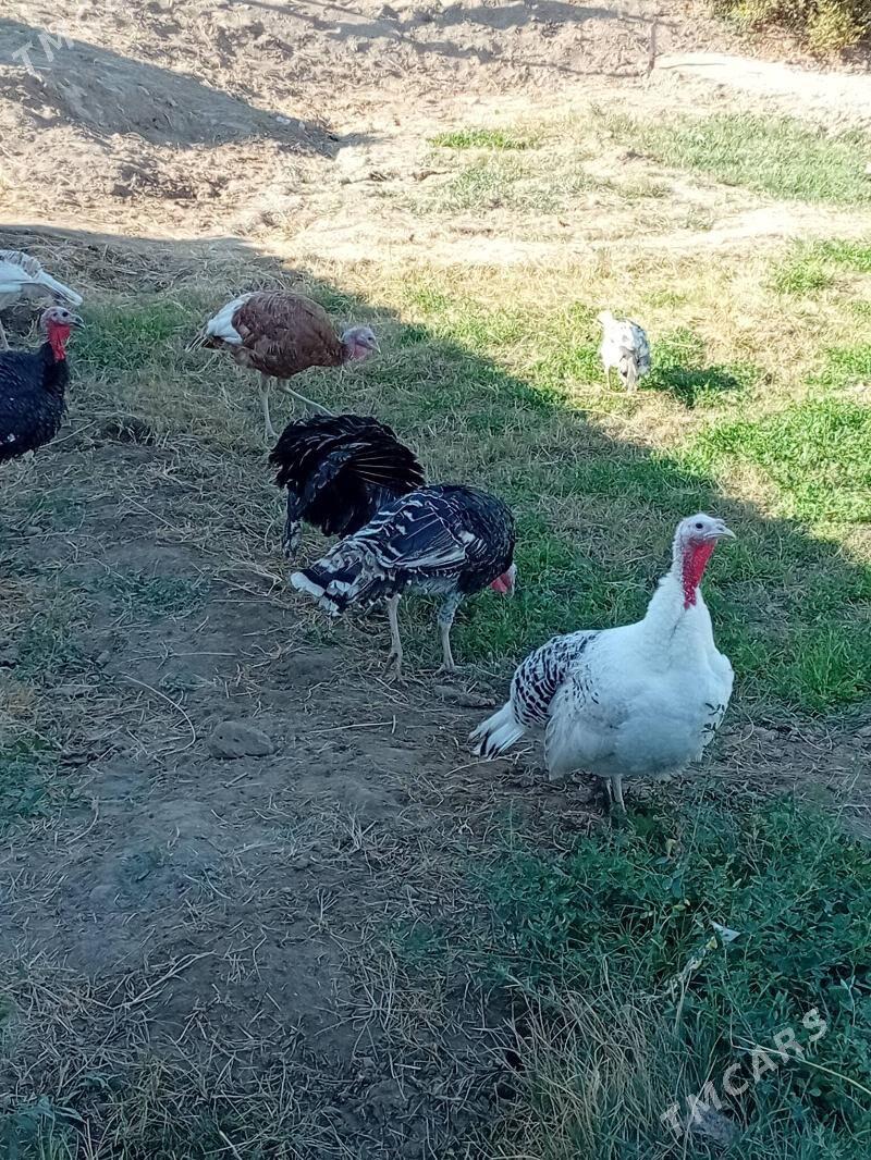 induk - Мургап - img 3