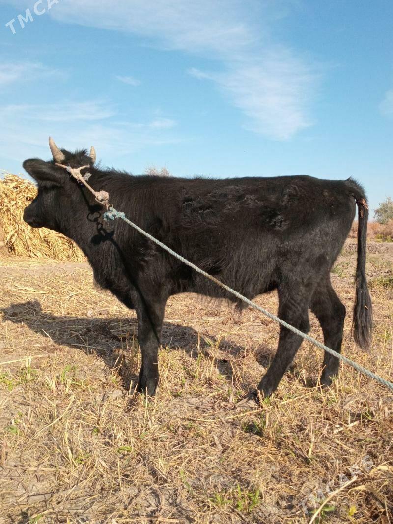 Öküz - Köneürgenç - img 5