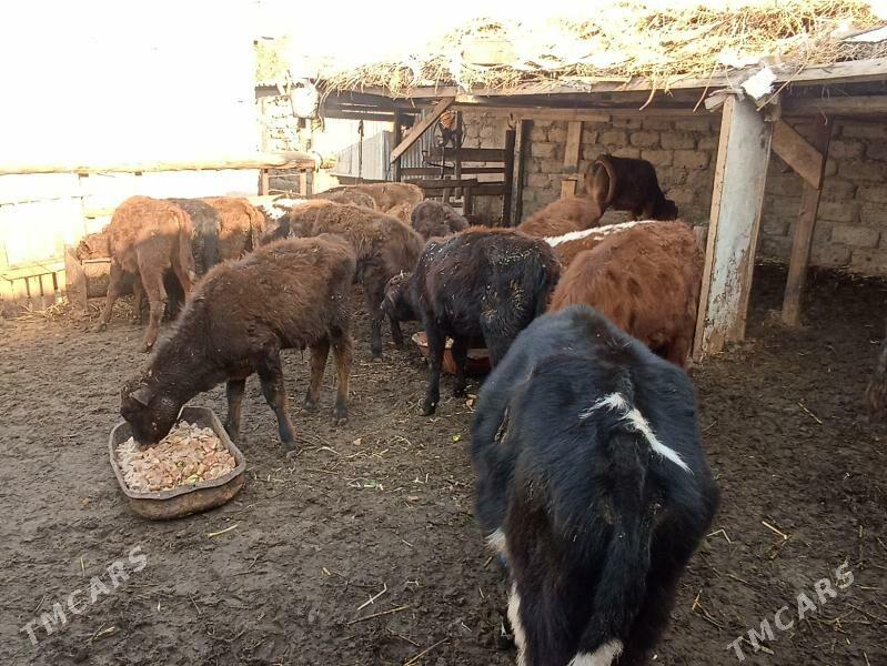 öküzçe tüwe öküz göle - Ашхабад - img 6