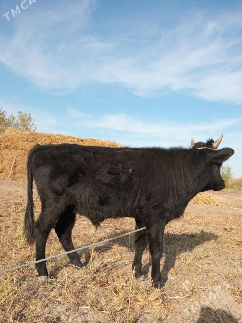 Öküz - Köneürgenç - img 4