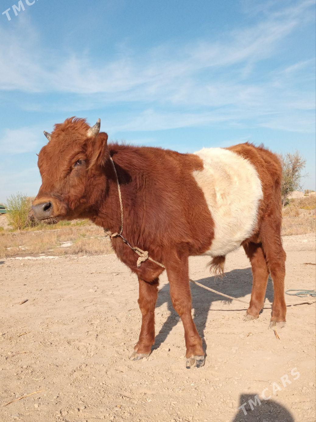 Öküz - Köneürgenç - img 1