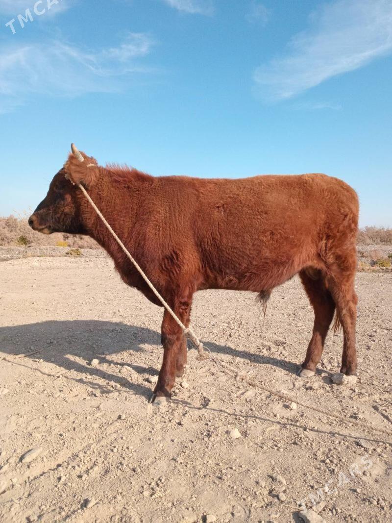 Öküz - Köneürgenç - img 7