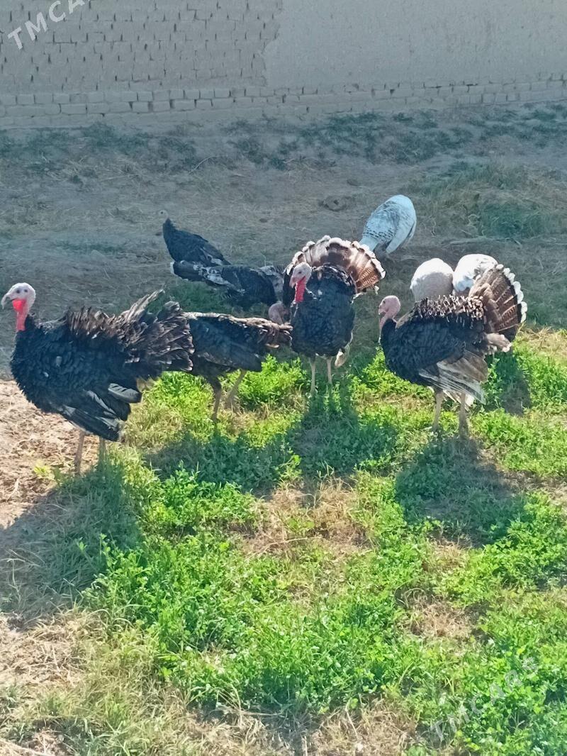 induk - Мургап - img 2