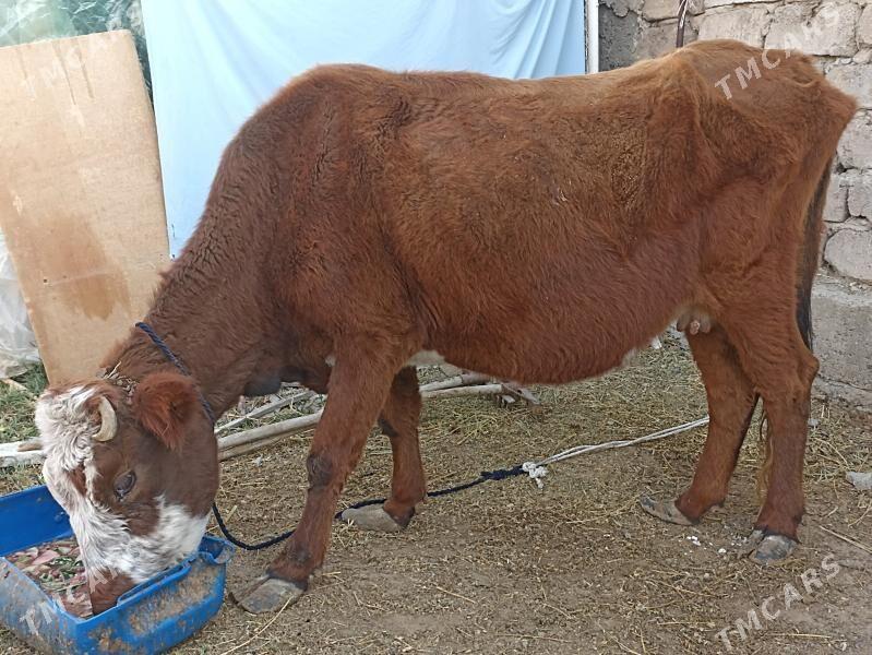 sygyr sagylýa - Ашхабад - img 2