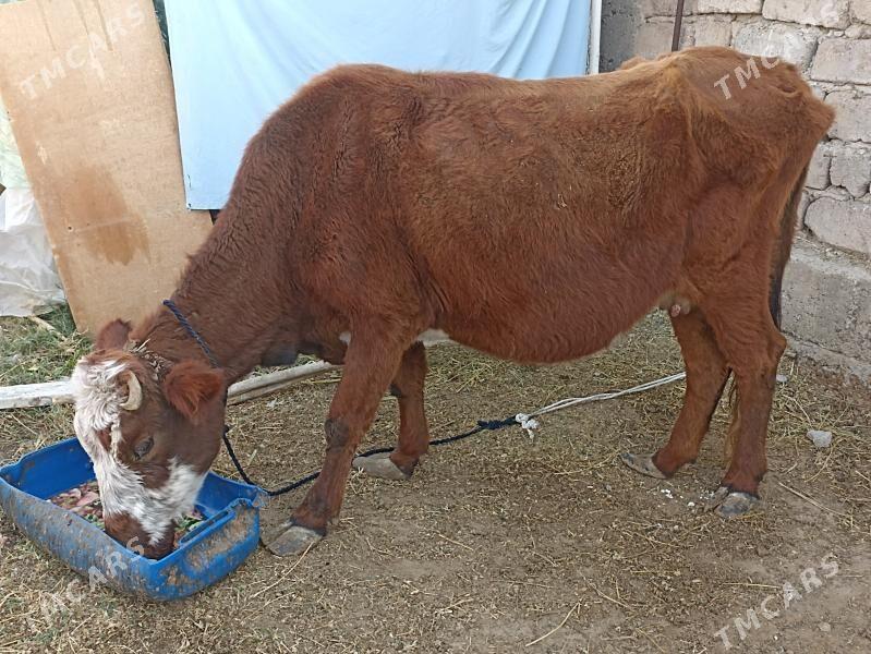 sygyr sagylýa - Ашхабад - img 3