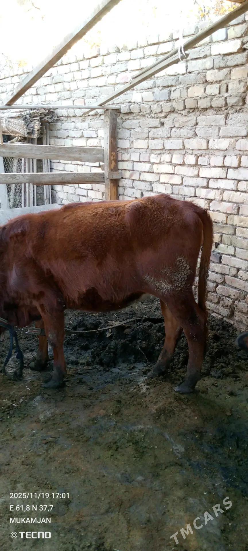 gulajyn - Mary - img 3