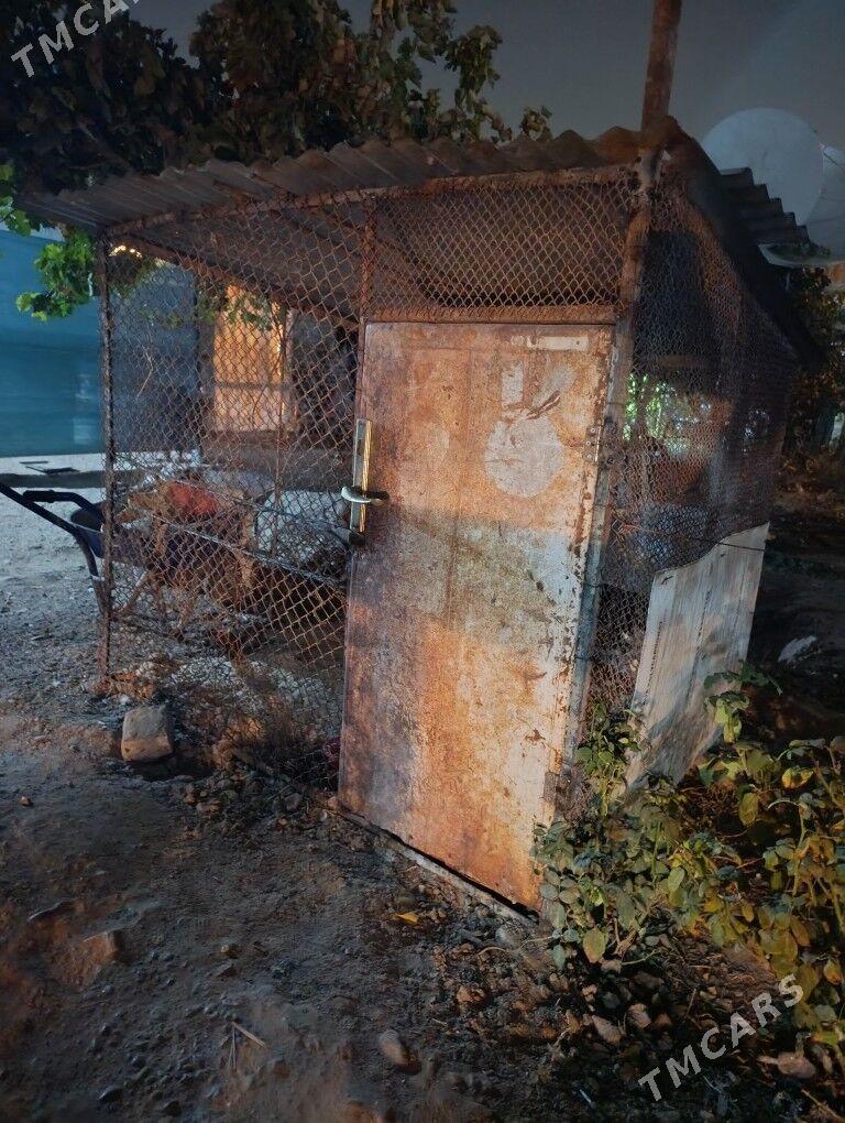 horaz towuk un ketek yatak - Кëши - img 4