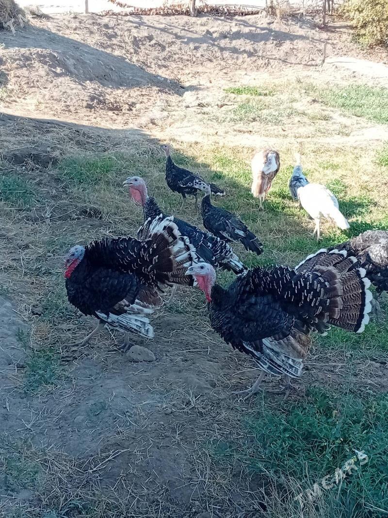 induk - Мургап - img 4