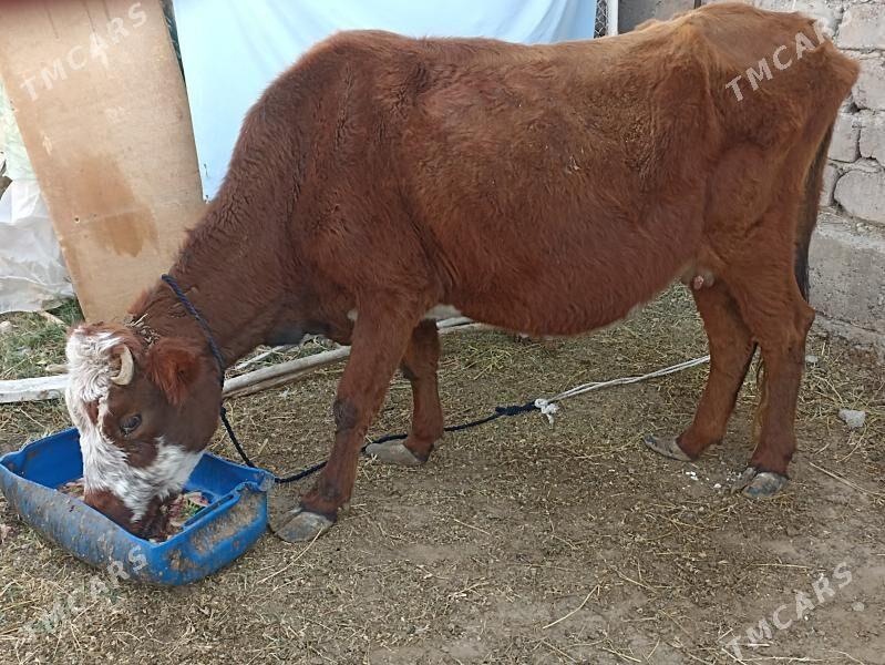 sygyr sagylýa - Ашхабад - img 4