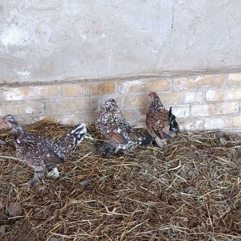 karlik towuklar - Саят - img 7